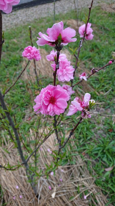 花桃の写真