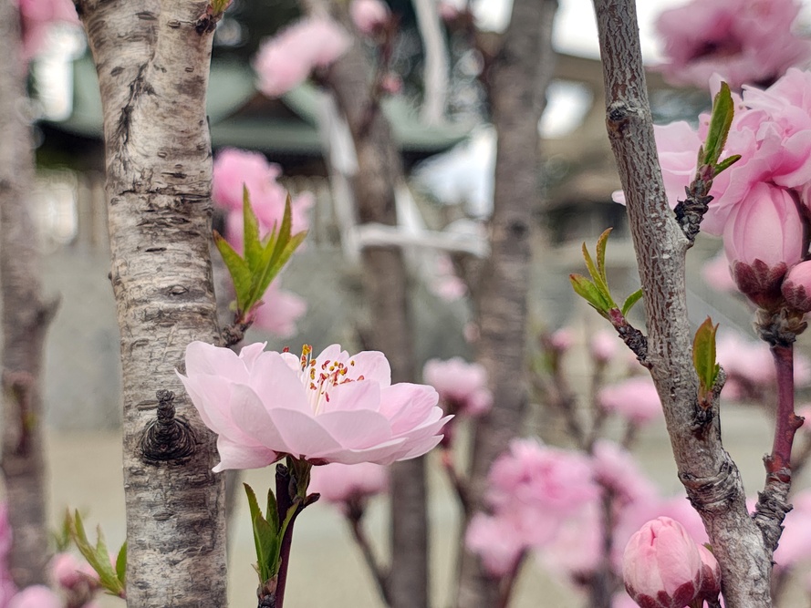 花桃の写真