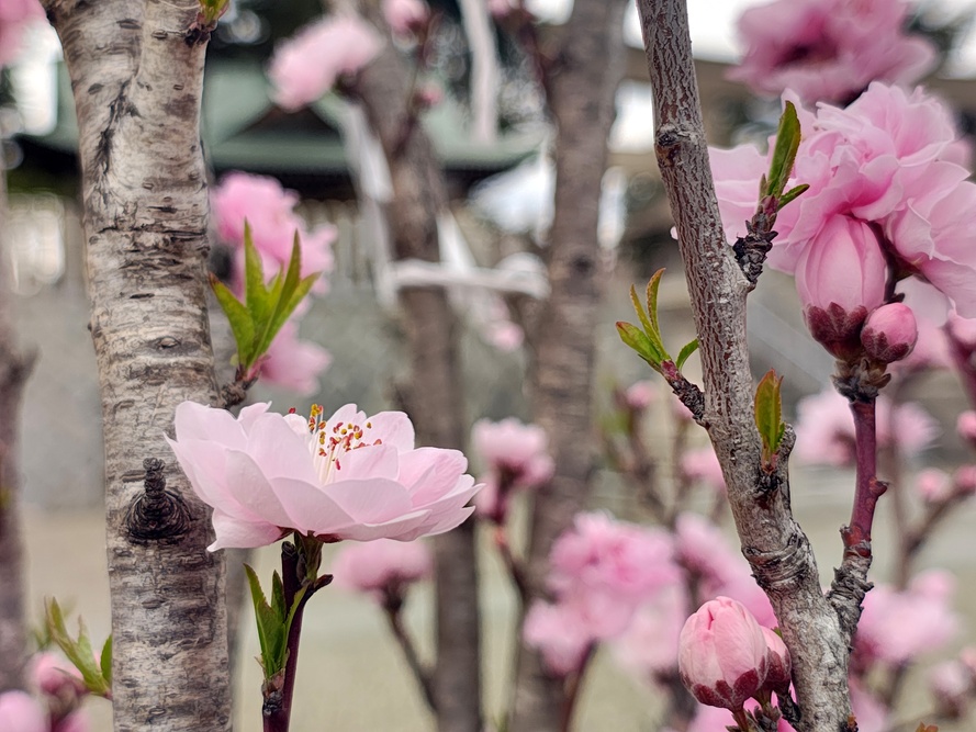 花桃の写真