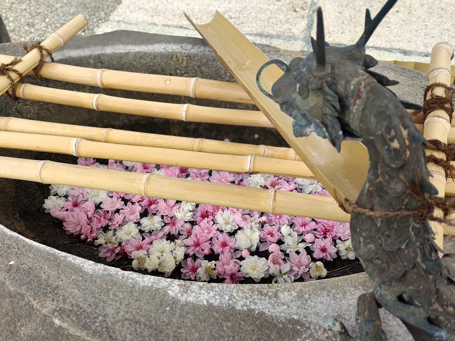 花桃の写真