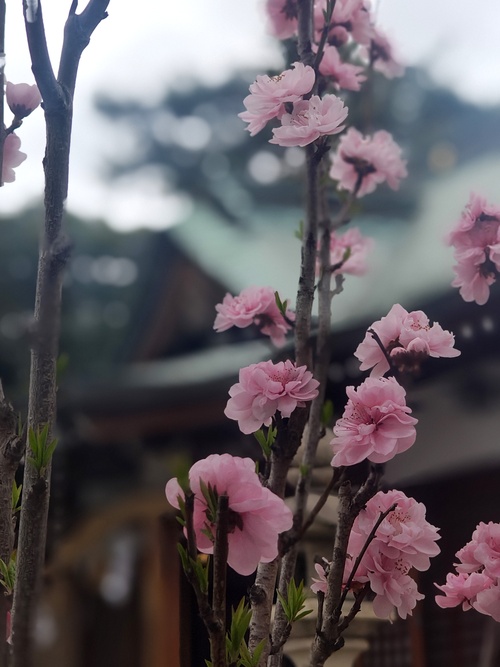 花桃の写真
