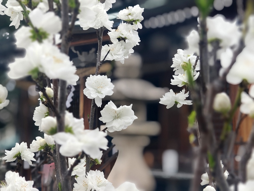 花桃の写真