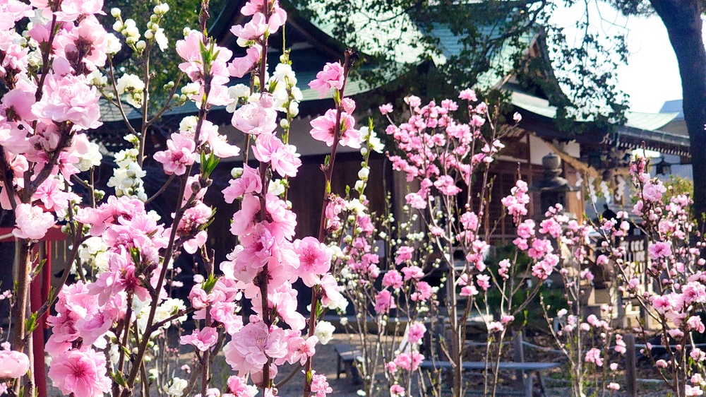 令和8年花桃節句の写真