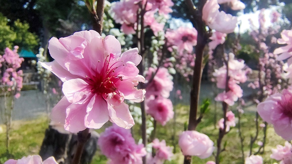 令和8年花桃節句の写真