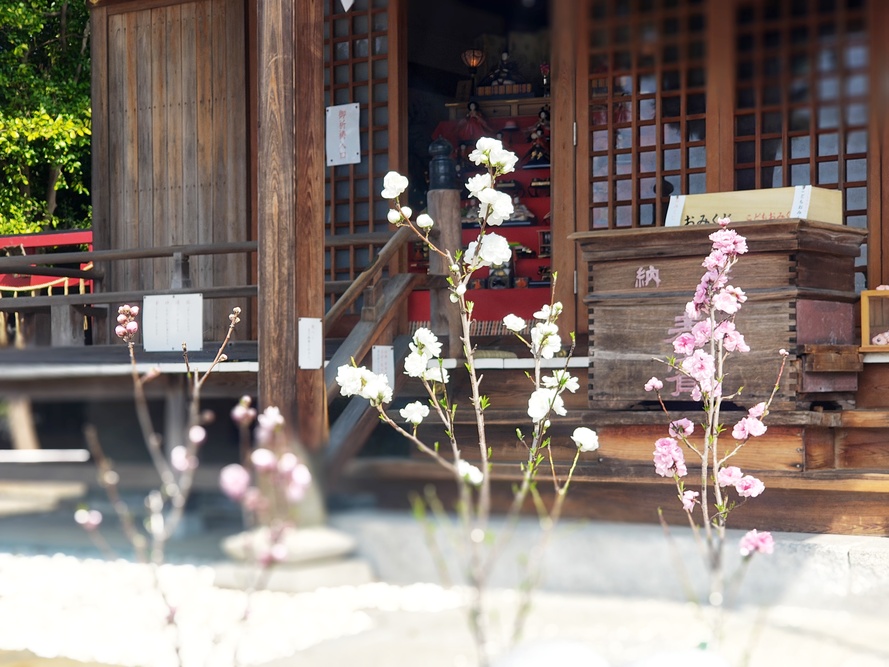 令和8年花桃節句の写真