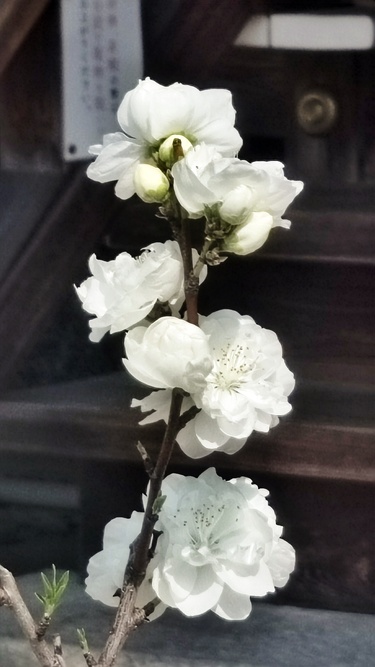 令和8年花桃節句の写真