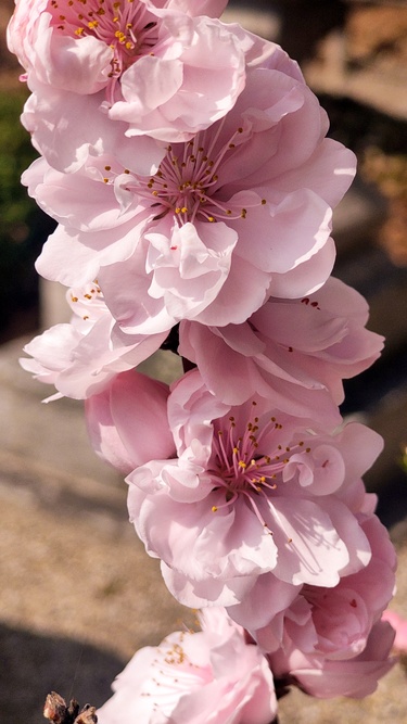 令和8年花桃節句の写真